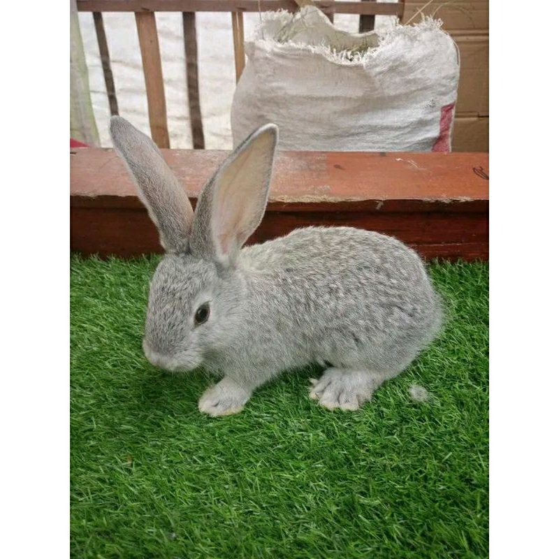 Kelinci Flamish Giant Pure/ Asli