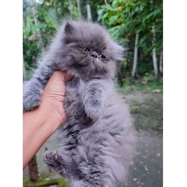 Kucing Persia Peaknose Jantan