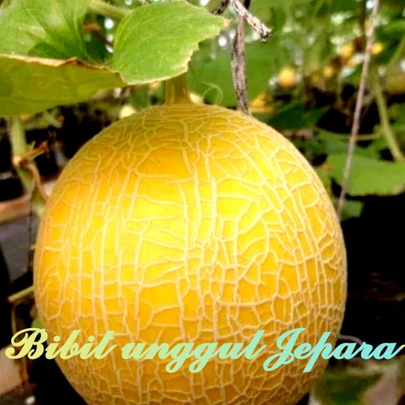 BENIH MELON GOLDEN NET F1