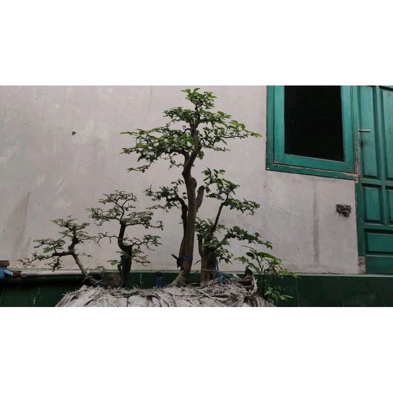 Tanaman hias bonsai serut gruping / panorama / estetik / siap kontes
