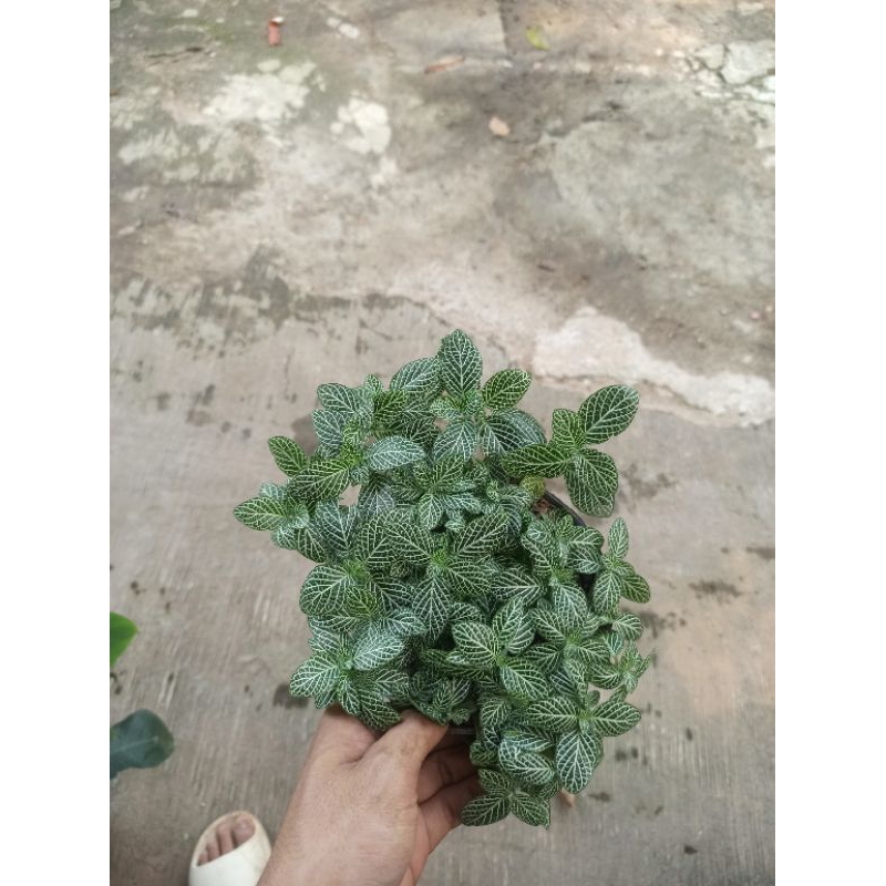 Tanaman fittonia green white rimbun