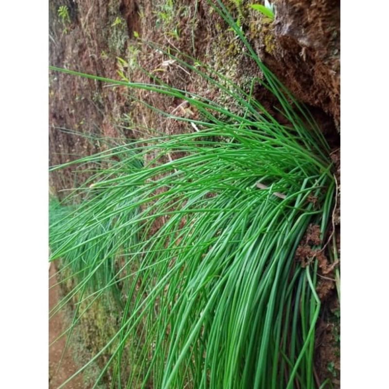 

BAWANG BATAK/KUCAI SEGAR FRESS 500 GRAM