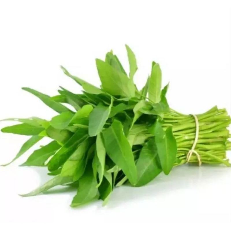 

KANGKUNG