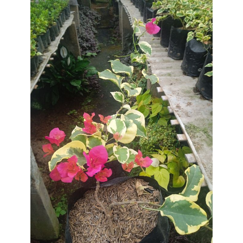 bugenvil variegata | bugenvil gantung | bugenvil bunga pink