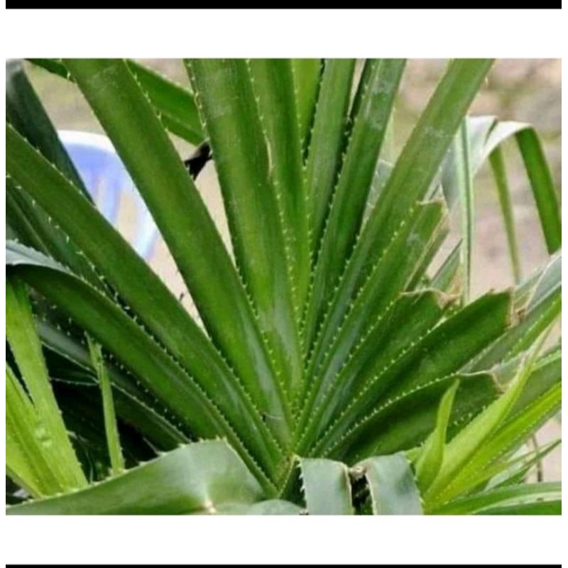 

daun pandan duri/pandan pantai10 lembar