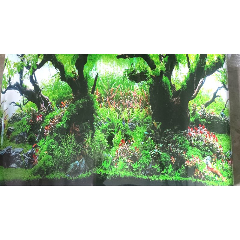 Background Aquarium Tinggi 50 Cm Panjang 100 Cm Wallpaper Aquarium