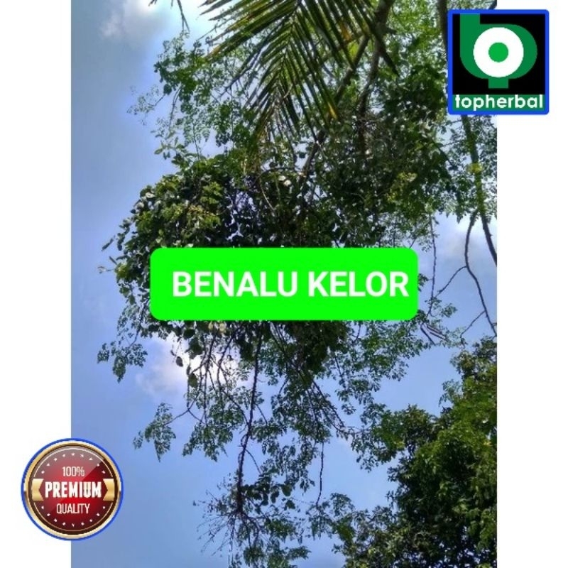 

Benalu Kelor Fresh/Segar Baru Petik 1000 Gram
