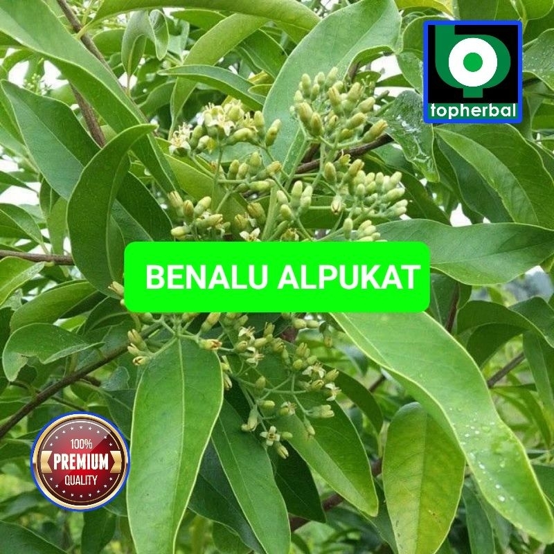 

Benalu Alpukat Fresh/Segar Baru Petik 1 KG