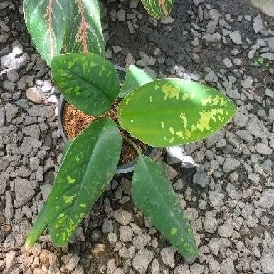 homa walisi