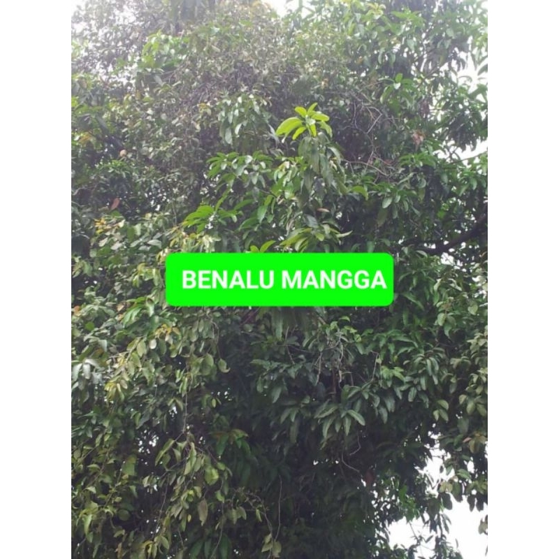 

Benalu Mangga Fresh/Segar Baru Petik 1000 Gram