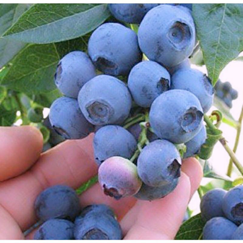 BIBIT BUAH BLUEBERRY