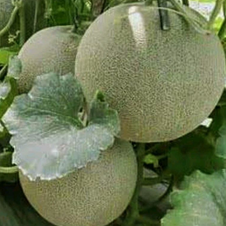 10 Benih Bibit Biji Melon hijau madu super manis
