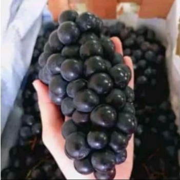 

ANGGUR HITAM BALI PER KG