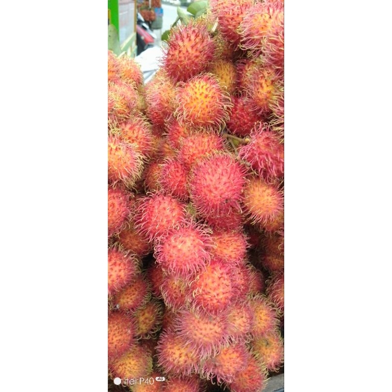 

19900 rambutan aceh &rambutan binjaisegarfressSpecial/ikat