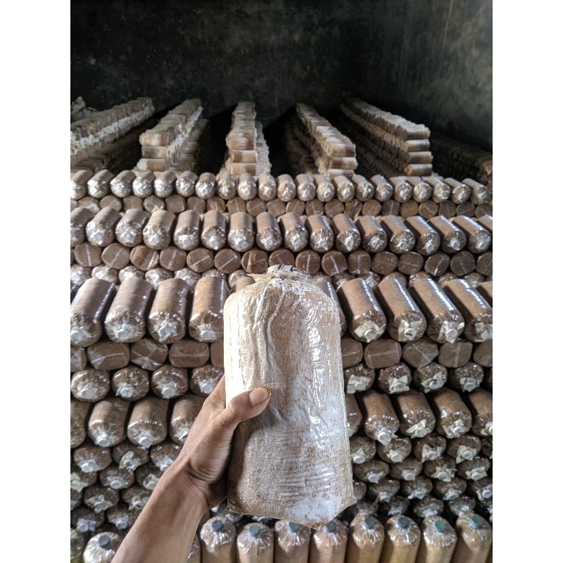 

baglog media tanam jamur