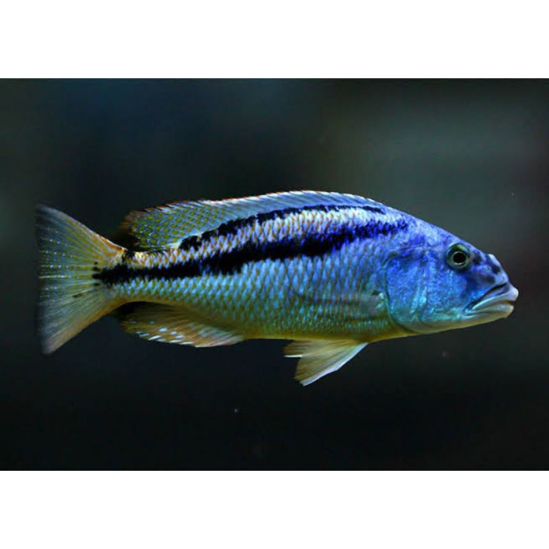 CICHLID CHRISTY | Aristochromis christyi | CICHLID AFRIKA | CICHLID