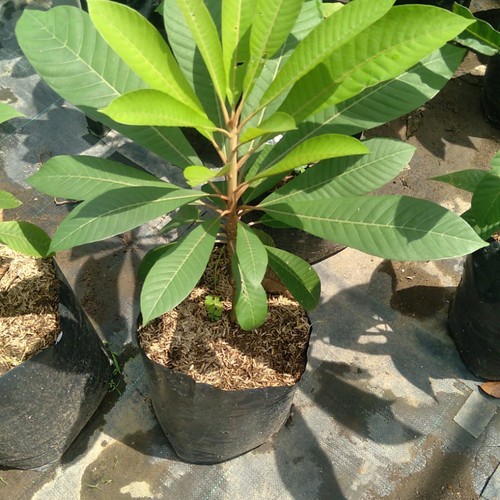 BIBIT TANAMAN MURAH BIBIT BUAH MAMEY SAPOTE - BIBIT BUAH-BUAHAN