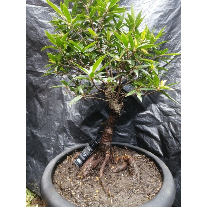 bonsai beringin kalifornia ficus california real pic