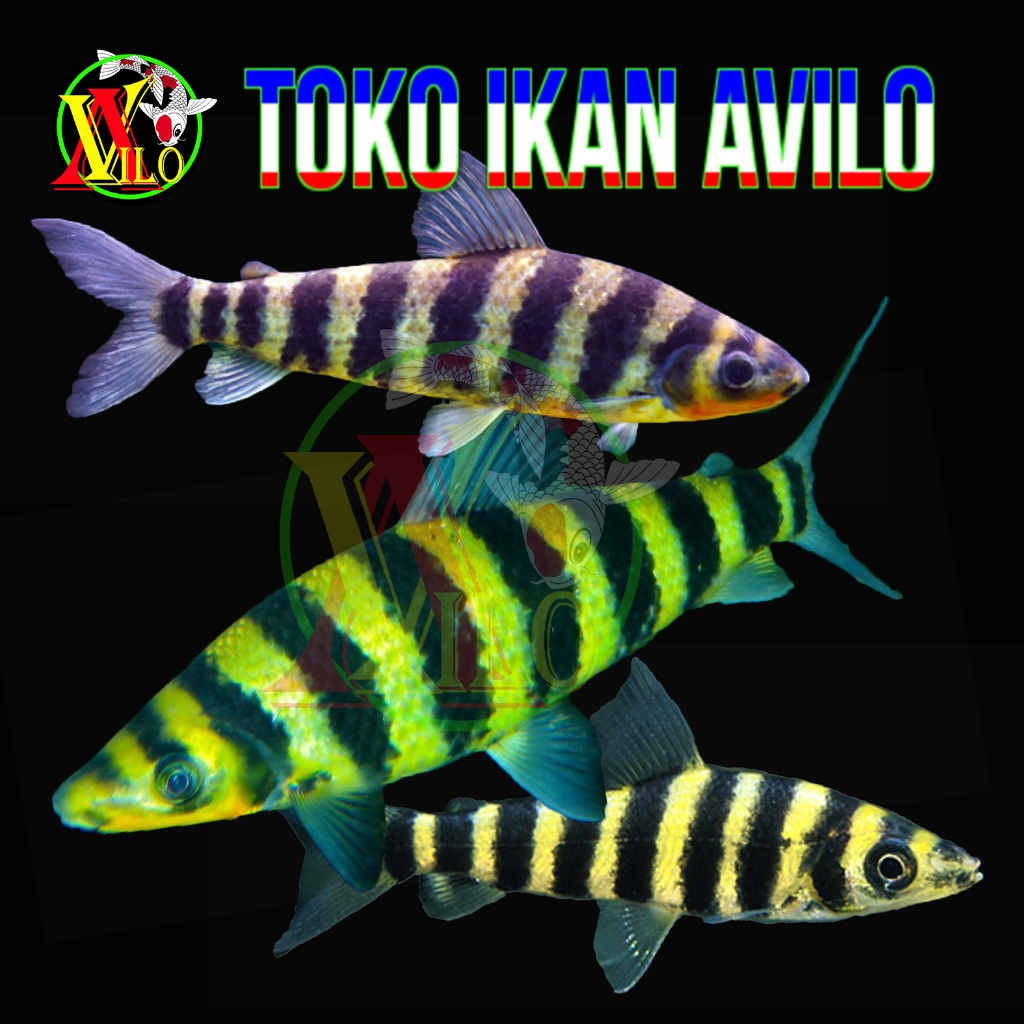 ojek ikan hias campuran comtank leporinus kaos kaki tanggung ikan galak