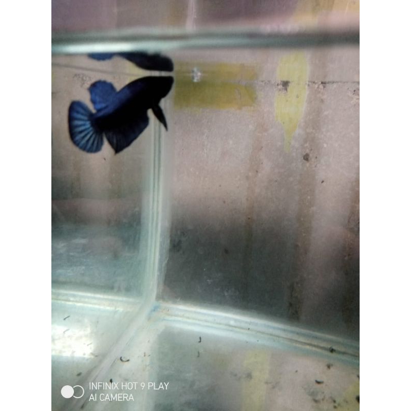 

ikan katong