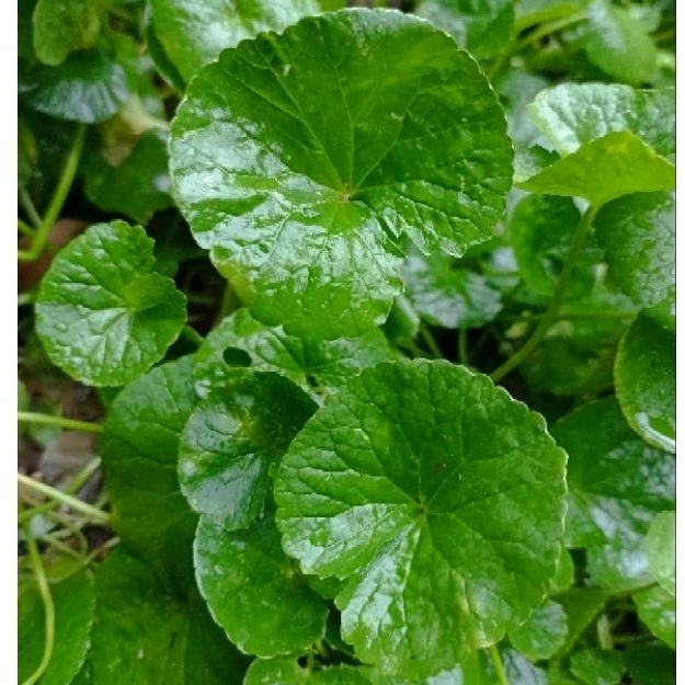 

Daun Pegagan Segar /Daun Antaman segar (50 Gram)