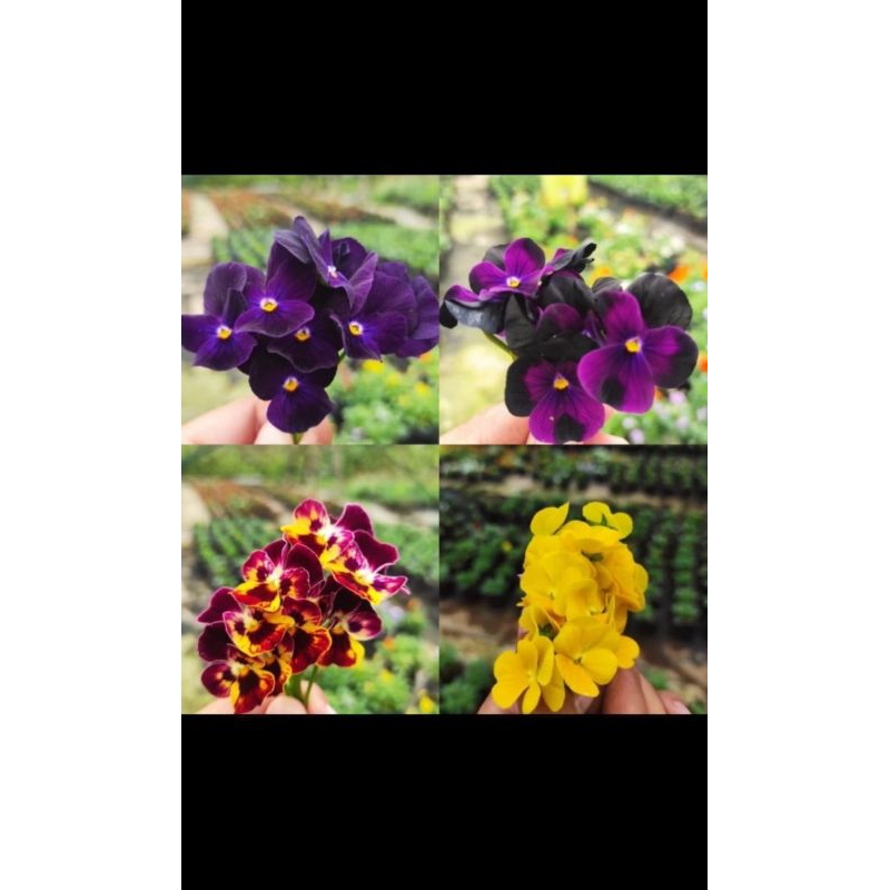 

edibelflower