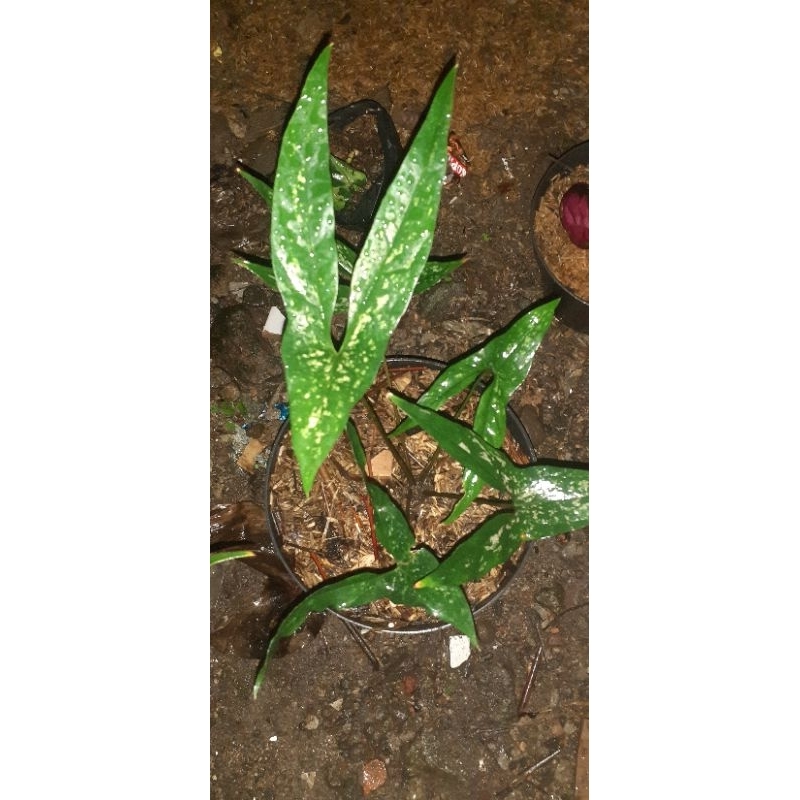 alocasia cyrtosperma beccarianum