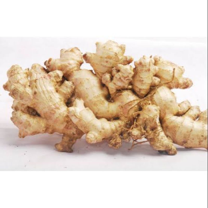 

Jahe Bumbu Dapur