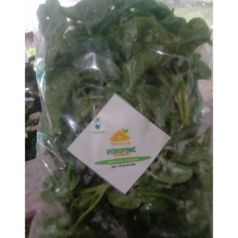 

bayam brazil hidroponik