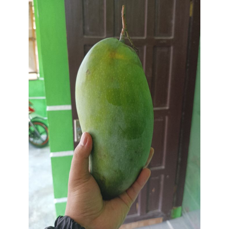 

mangga harum manis