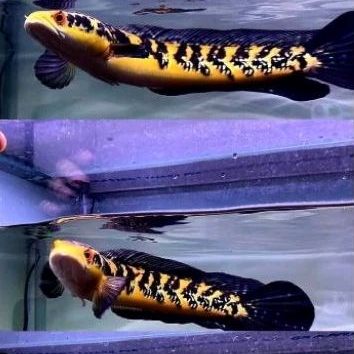 ikan channa maru jumbo