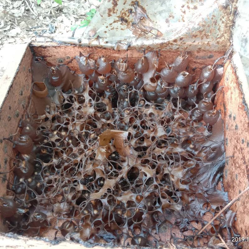 

Madu kelulut AR Rahman 350 ML asli Balangan