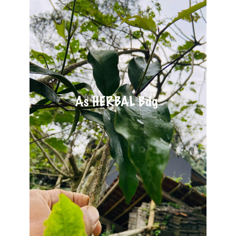 

Benalu cepokak benalu takokak segar 500 gram-az