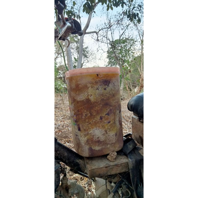 

madu tawon hutan rimba