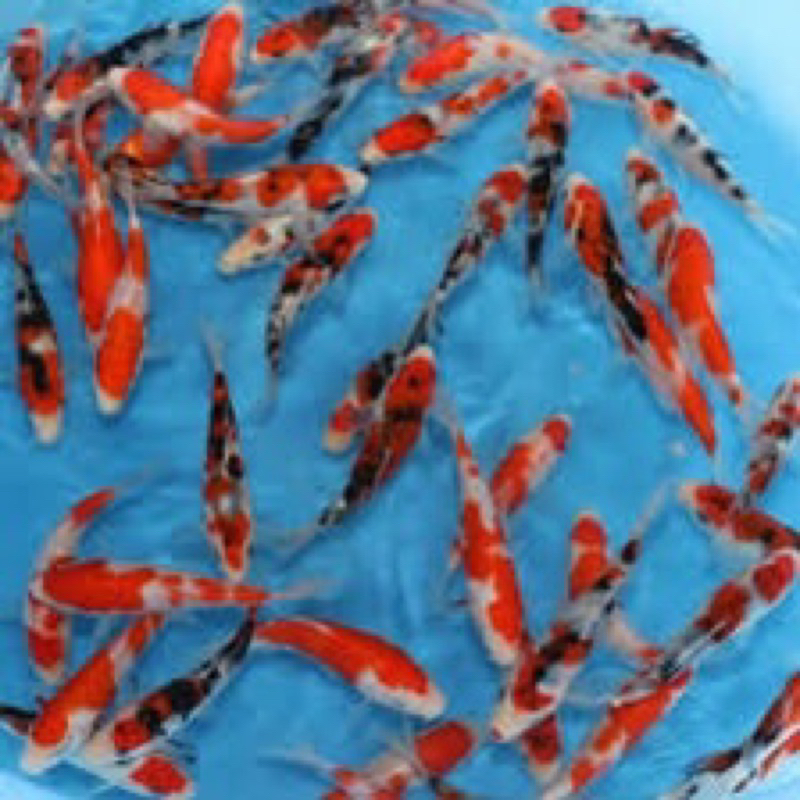 ikan koi kohaku sanke showa 15-18  cm kualitas A