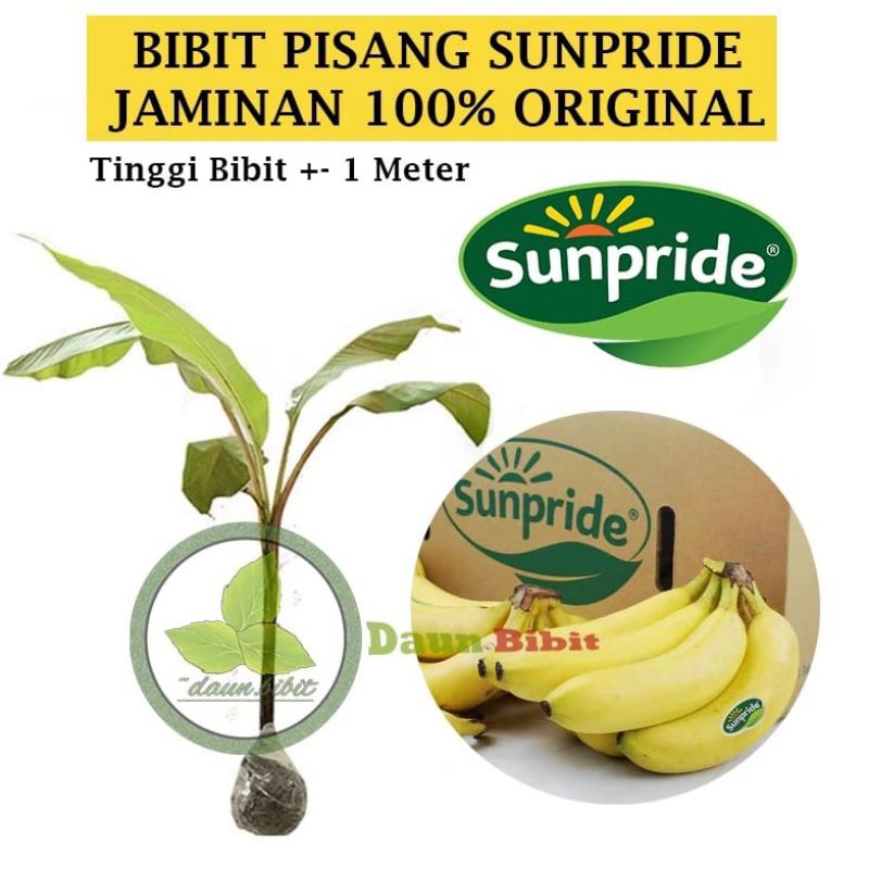 

Pisang Cavendish Original