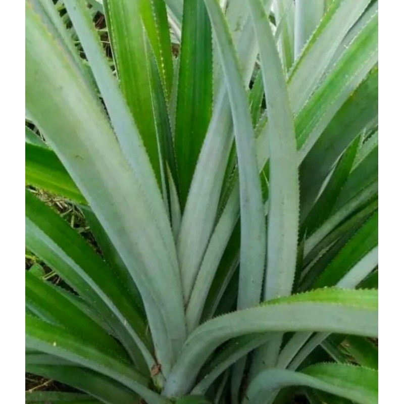 

Daun Nanas Segar Perhelai
