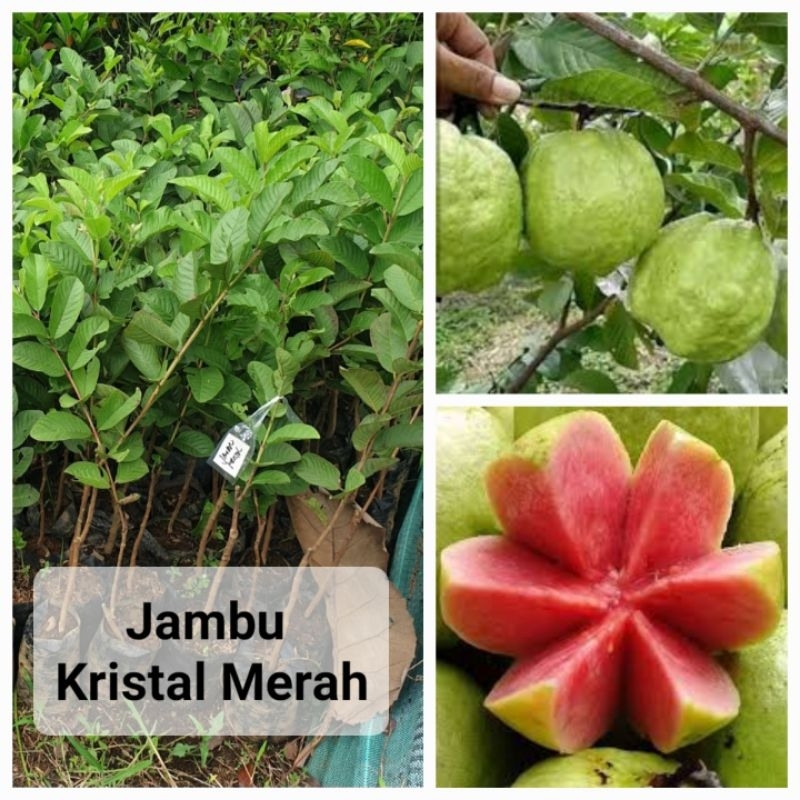 

jambu kristal merah