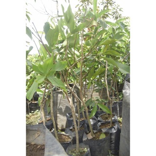 BARU BIBIT JAMBU CITRA/BIBIT BUAH JAMBU CITRA/BIBIT BUAH JAMBU/BIBIT BUAH JAMBU CITRA BERKUALITAS