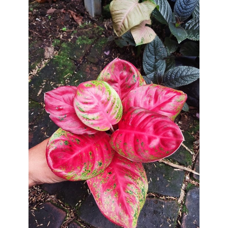 Aglonema wulandari tanian lokal