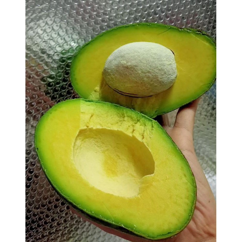 ALPUKAT MENTEGA Aligator | Mentega Aligator | Alpuket bandung |