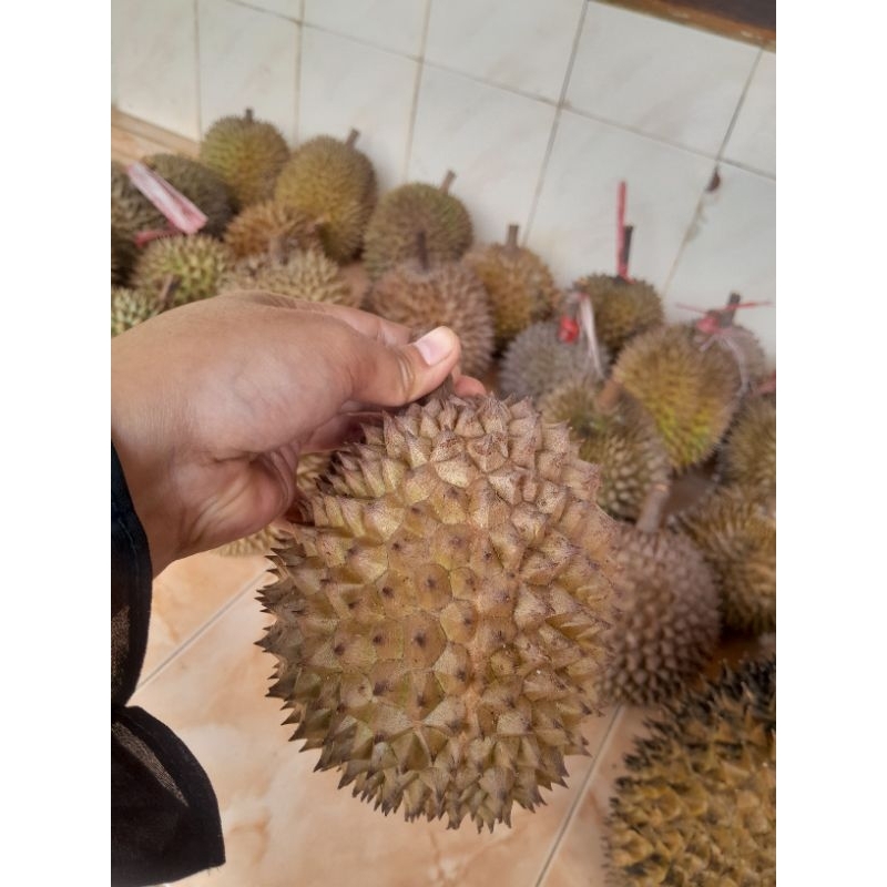 

DUREN PROBOLINGGO MONTONG LOKAL