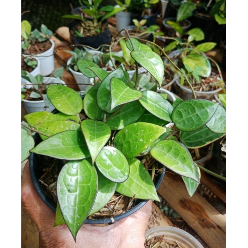 Hoya Verticillata Black Margin/ Hoya Sp Nganjuk