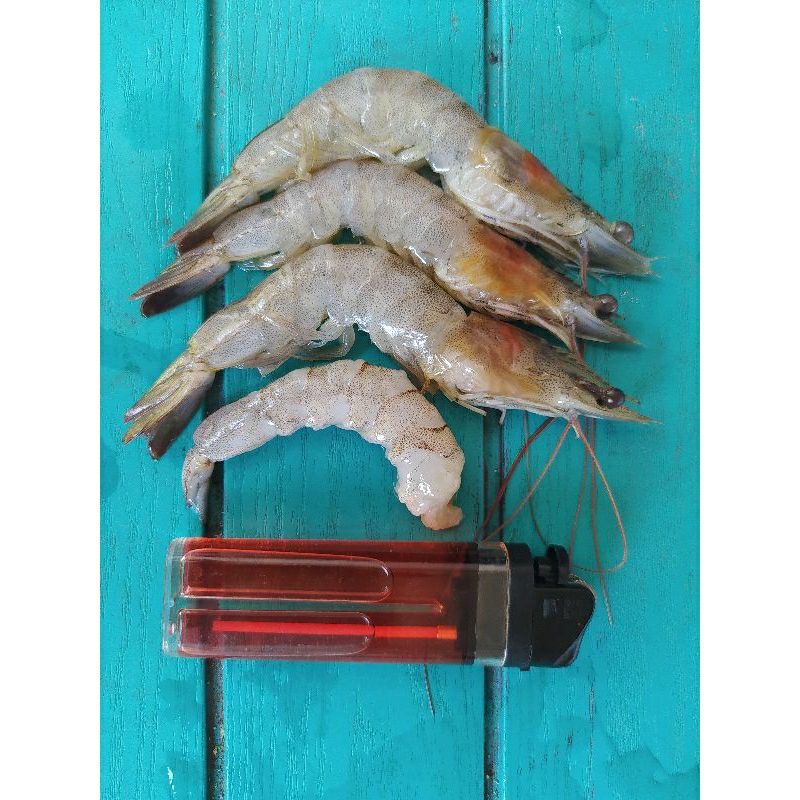 

Udang Vaname Sedang Super Fresh Segar New Murah Pol 250 gram