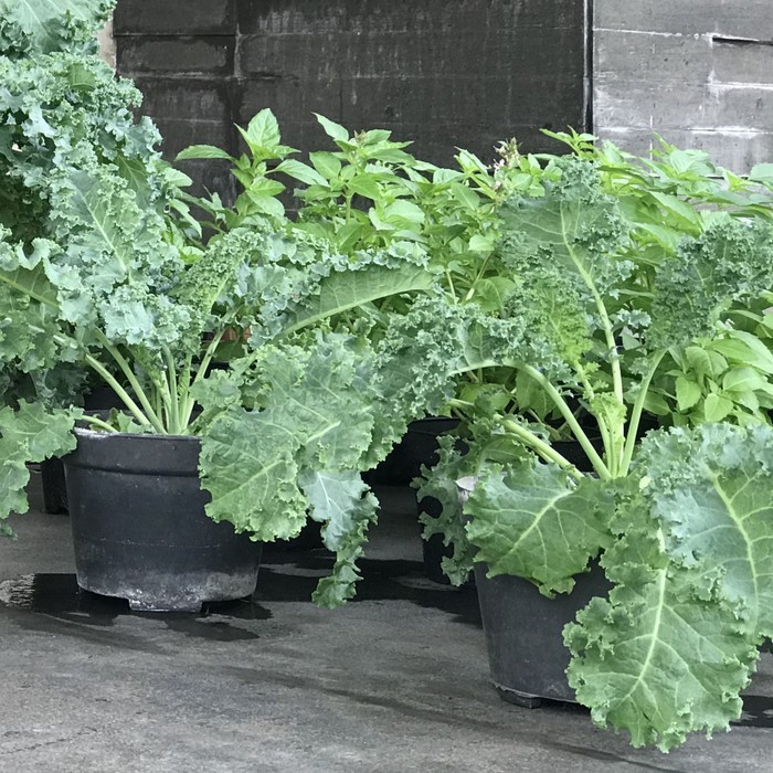 Bibit Benih Kale Dwarf Siberian (10 Butir)