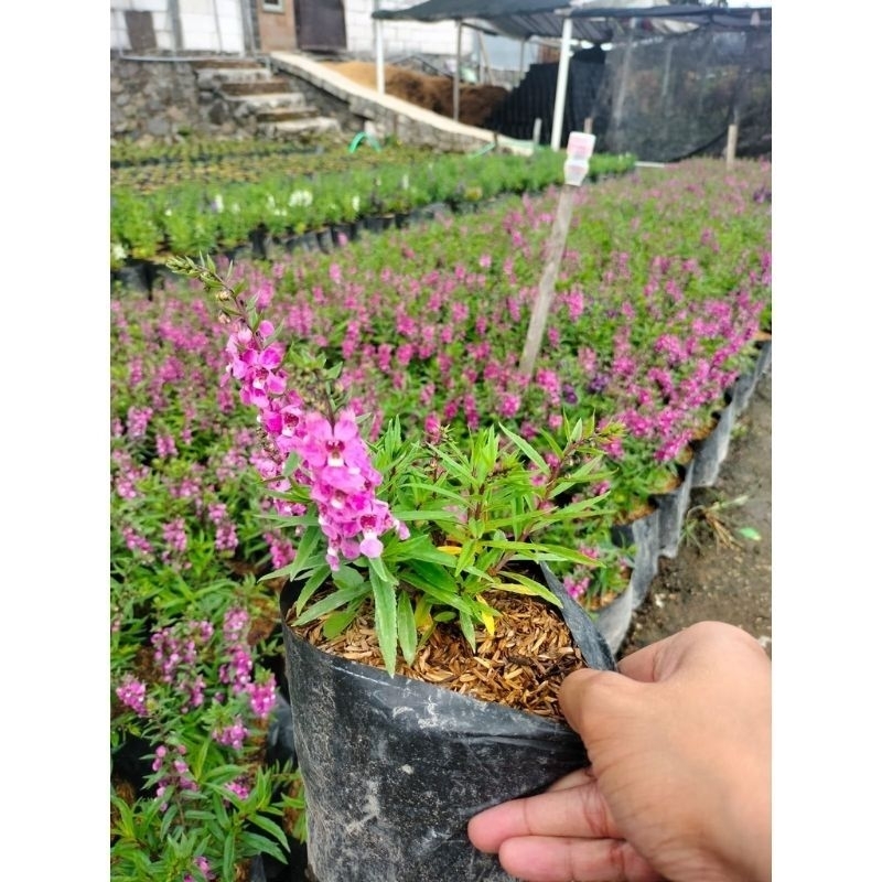 Tanaman Bunga Lavender Angelonia Pink - Tanaman Angelonia Pink Berbunga