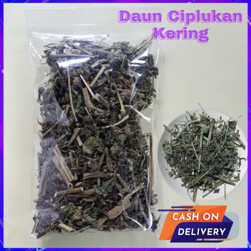 

Daun Ciplukan Cecenet Kering