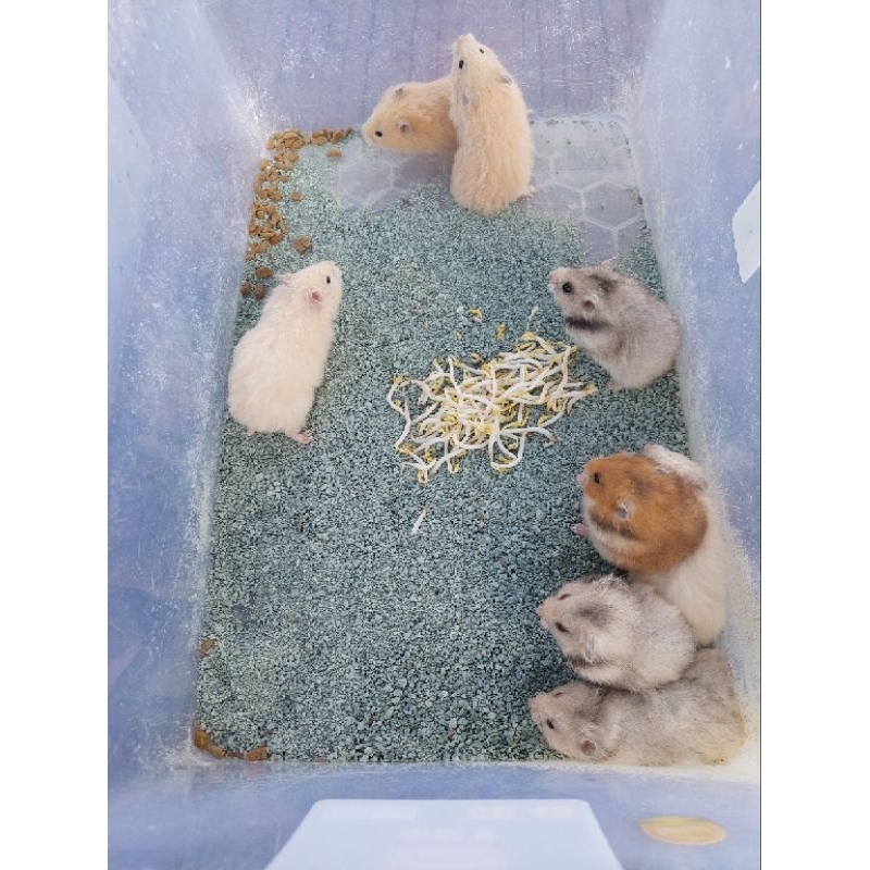 Hamster Syrian Long Hair