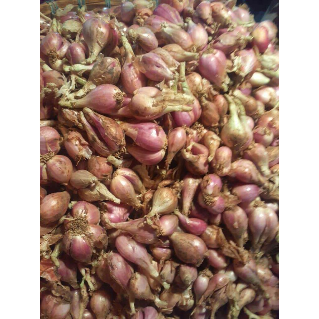 

Bawang Sumenep Ukuran Kecil 1Kg Harga Grosir