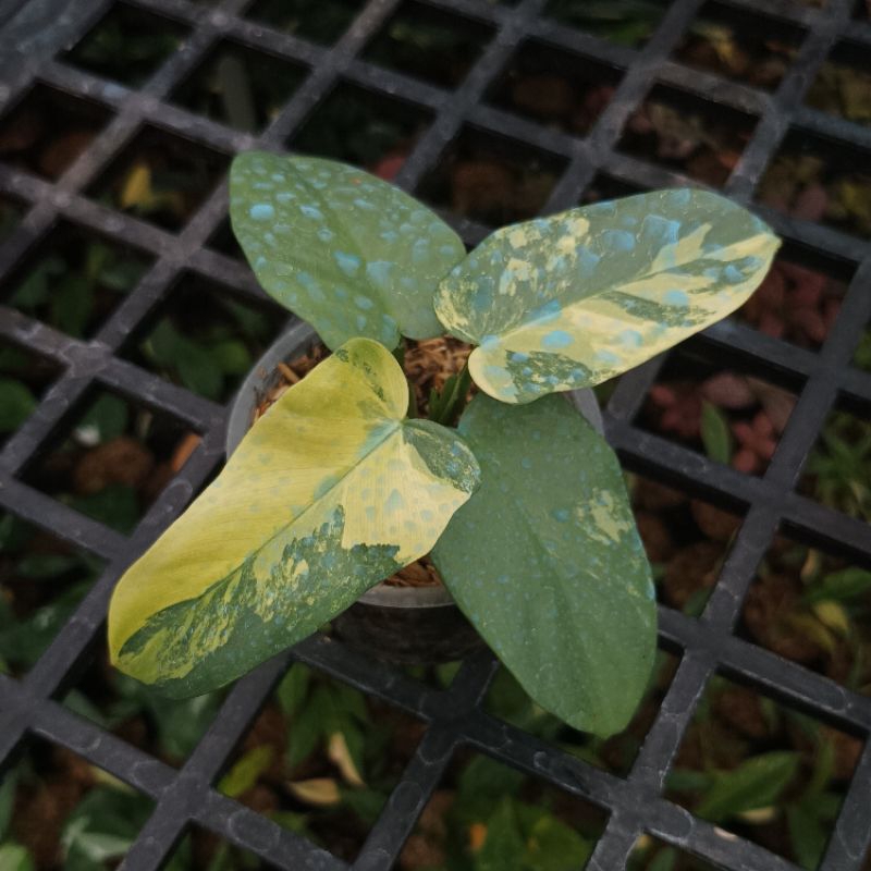 Philodendron Violin Variegata - Tanaman Hias Koleksi